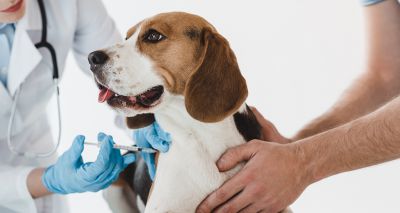 Russia registers first COVID-19 vaccine for animals